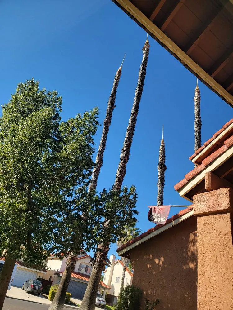 Top-rated lawn care service near you across Riverside, CA - Climbing High Tree Services