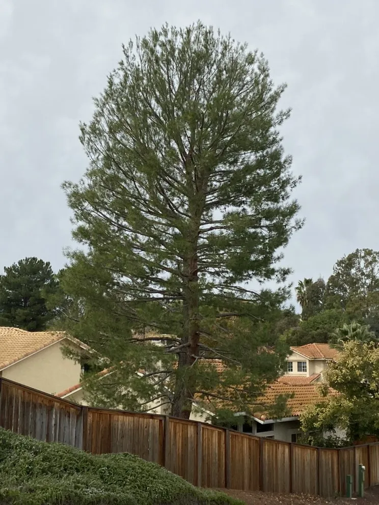 Trusted landscaping services in Riverside, CA by Climbing High Tree Services