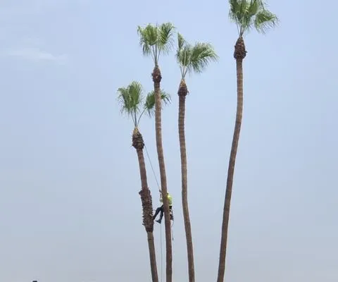 Climbing High Tree Services Logo