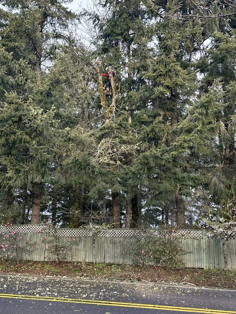Top-rated yard maintenance in Hillsboro, OR - Climbing Monkeys Tree Services & Landscaping