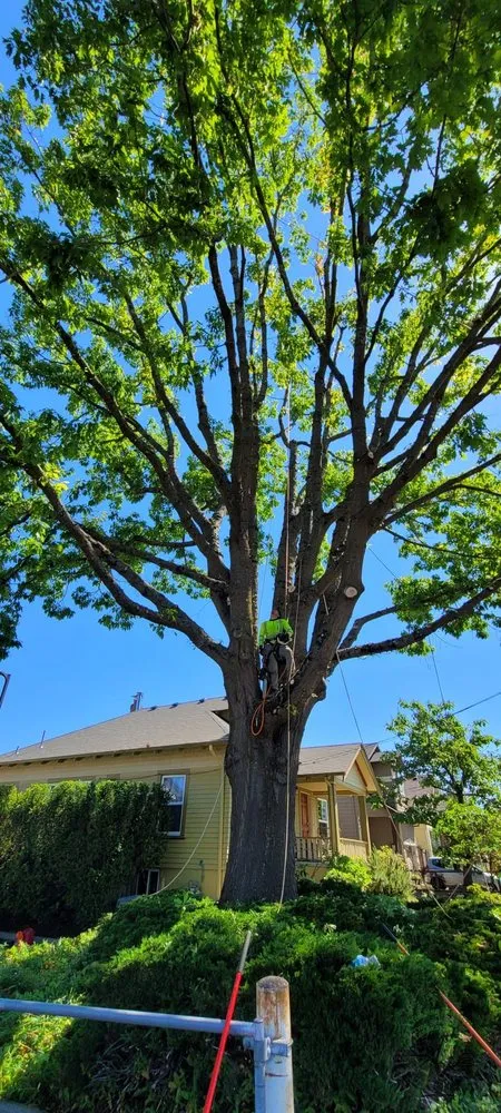 Top-rated outdoor landscaping near you across Hillsboro, OR - Climbing Monkeys Tree Services & Landscaping