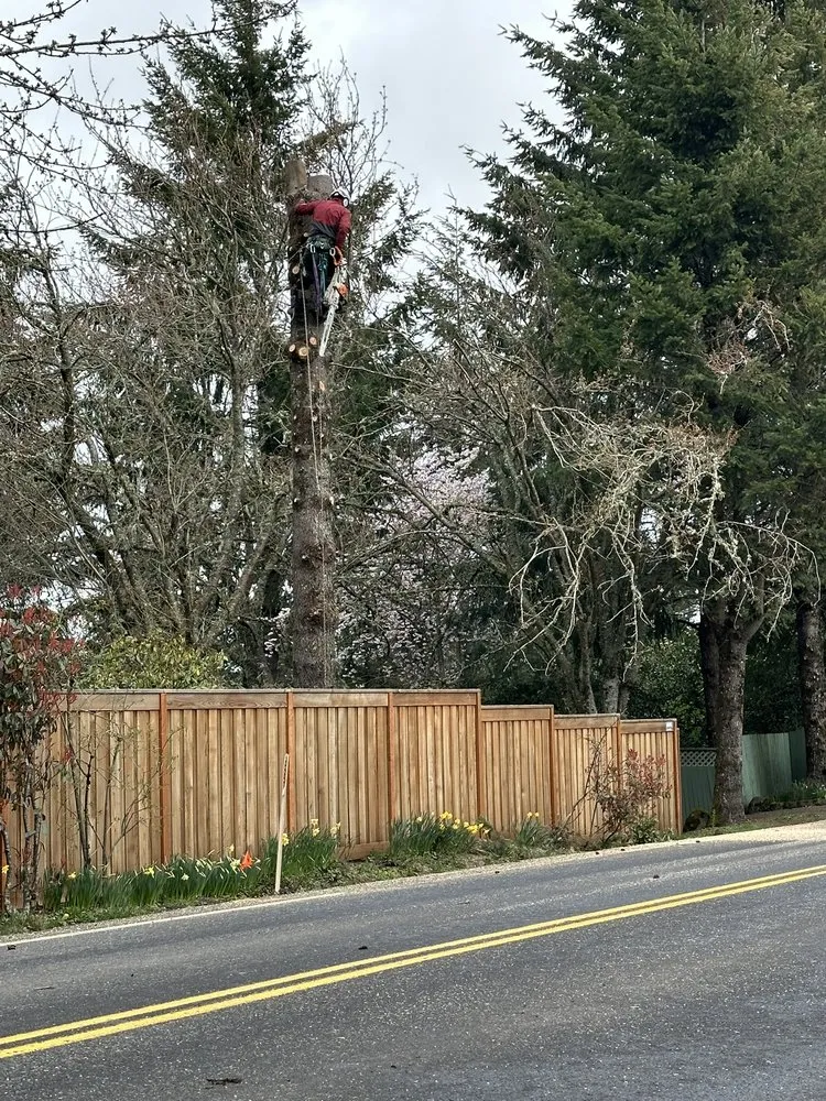 Trusted lawn care service experts serving Hillsboro, OR - Climbing Monkeys Tree Services & Landscaping