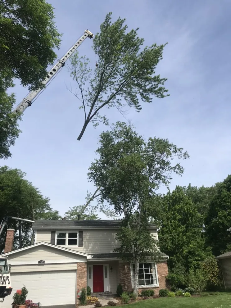 Local landscape design in West Chicago, IL by Climbing redwoods