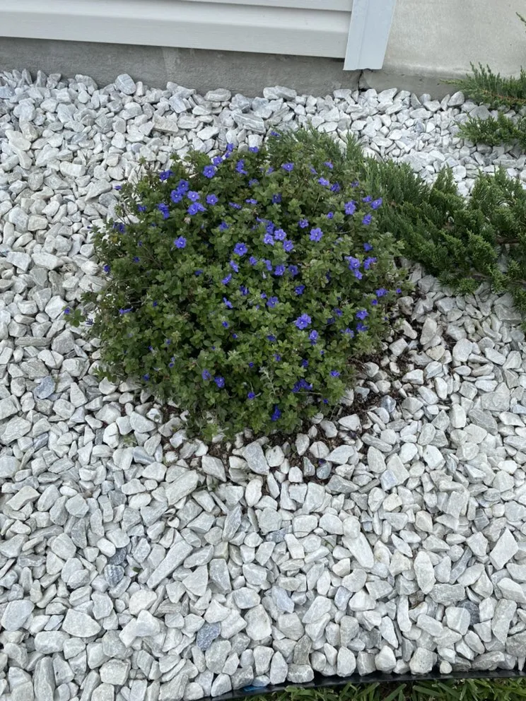 Local yard cleanup service experts serving Silver Springs, FL - Cline Landscaping