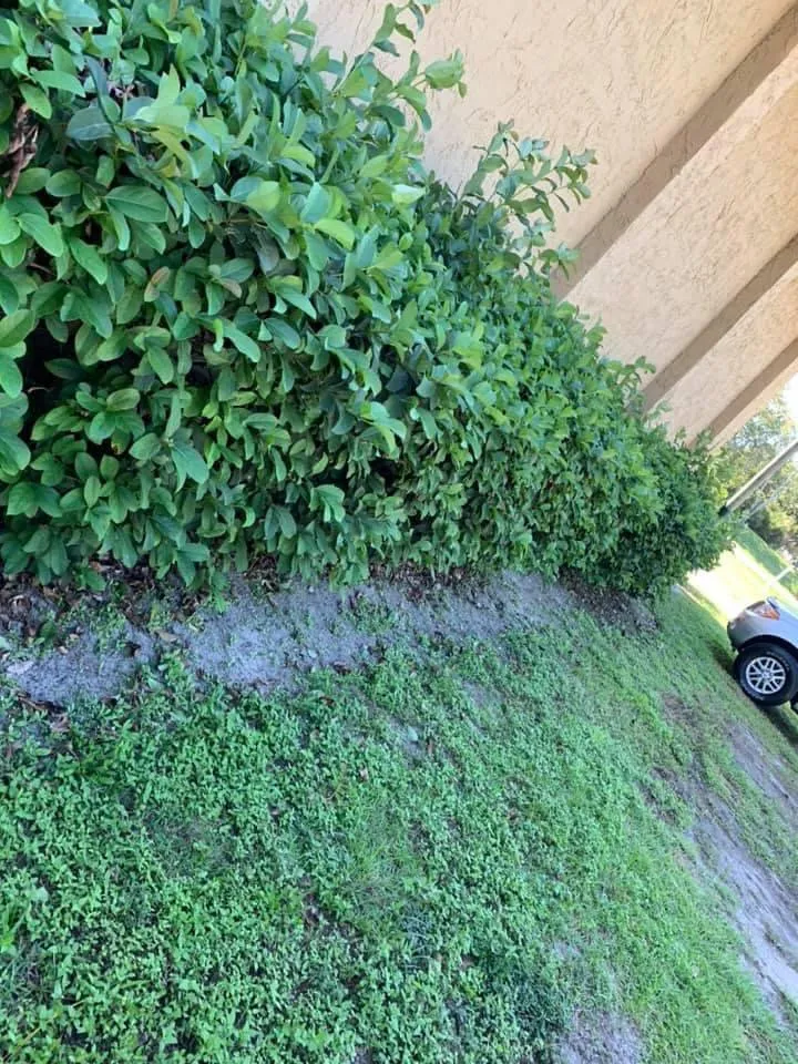 Expert landscaping services in Silver Springs, FL - Cline Landscaping