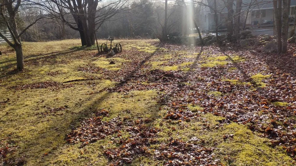 Professional yard maintenance in Boston, MA by Clinton Landscaping