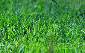 Reliable landscape installation for year-round maintenance in Bunnell, FL by Clip it Good Mowing