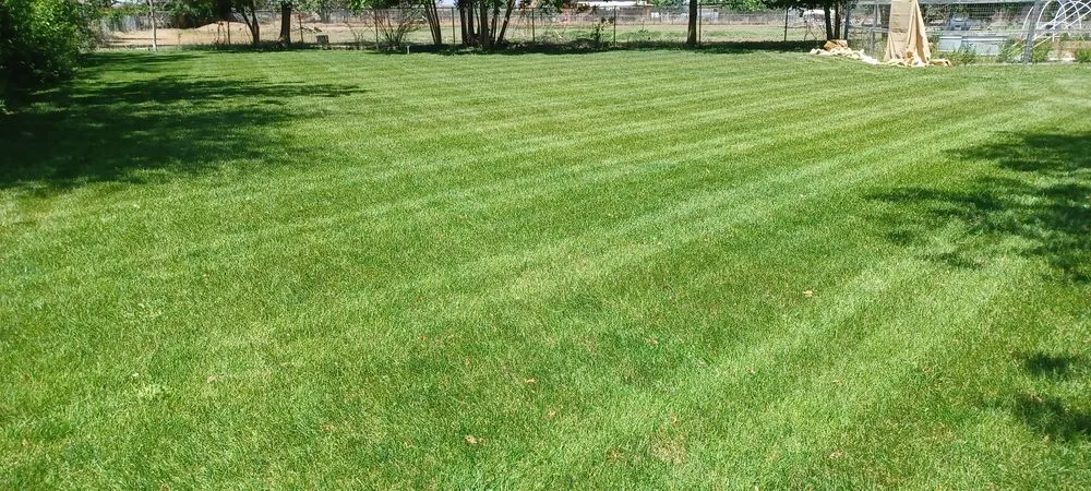Custom lawn mowing service for homes across Grand Junction, CO - Clipper lawn care llp