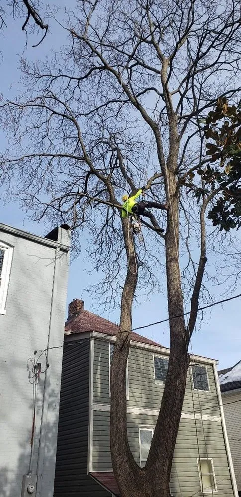 Expert landscape installation in St. Louis, MO - Clipper Tree & Landscape