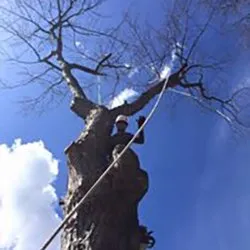 Expert yard maintenance in St. Louis, MO - Clipper Tree & Landscape