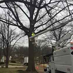 Local yard maintenance experts serving St. Louis, MO - Clipper Tree & Landscape