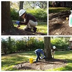 Professional landscape installation for beautiful yards across St. Louis, MO - Clipper Tree & Landscape