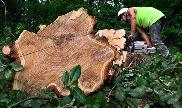 Custom lawn care service with custom design across St. Louis, MO - Clipper Tree & Landscape