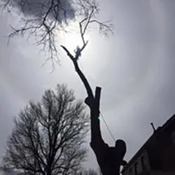 Affordable lawn mowing service for beautiful yards in St. Louis, MO by Clipper Tree & Landscape