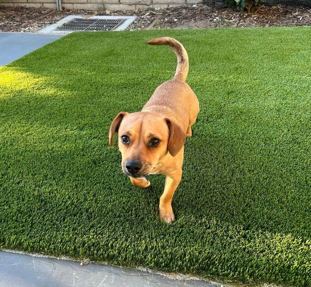 Reliable lawn mowing service in Irvine, CA by Clock Builders