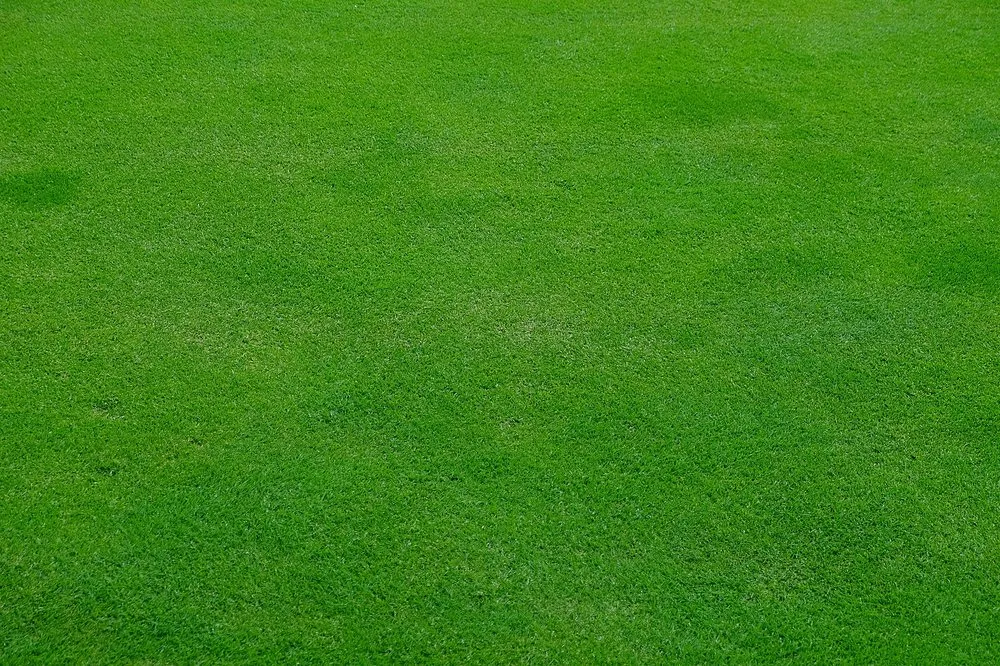 Affordable yard maintenance in Pine Springs, MN - Clogreen Lawn and Cleaning Service