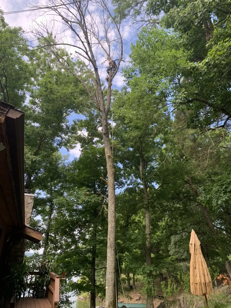 Professional landscape installation for residential properties in Bristol, TN by Close Call Tree and Lawn Care Service