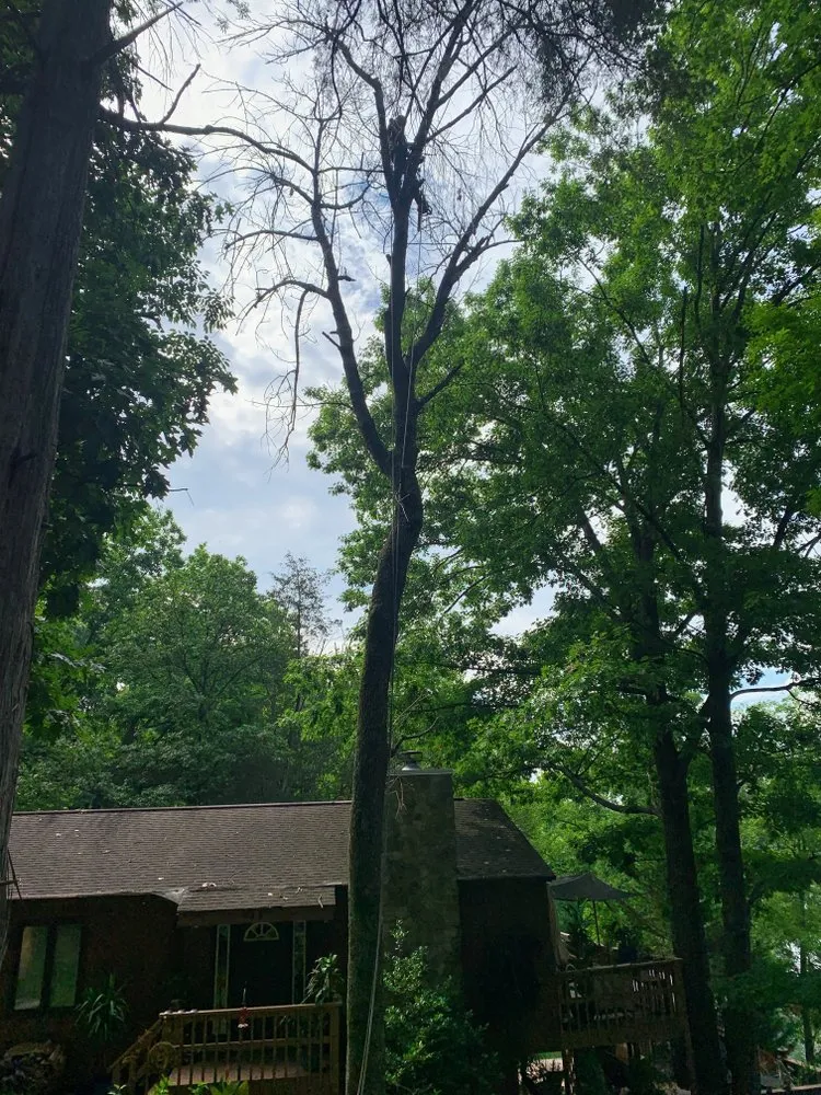 Expert landscaping services in Bristol, TN - Close Call Tree and Lawn Care Service