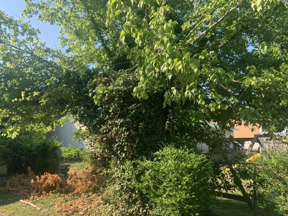 Trusted residential landscaping in Bristol, TN - Close Call Tree and Lawn Care Service