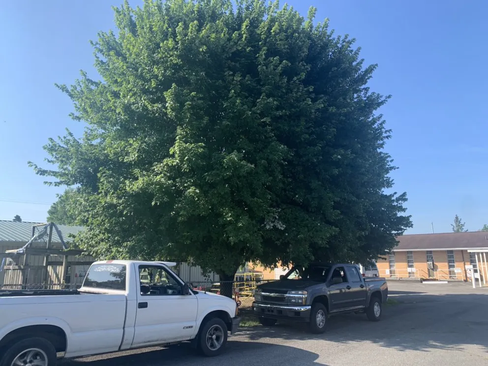 Custom yard cleanup service in Bristol, TN - Close Call Tree and Lawn Care Service