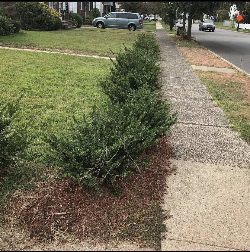 Affordable lawn care service experts serving Hillside, NJ - Closeknit Property Maintenance