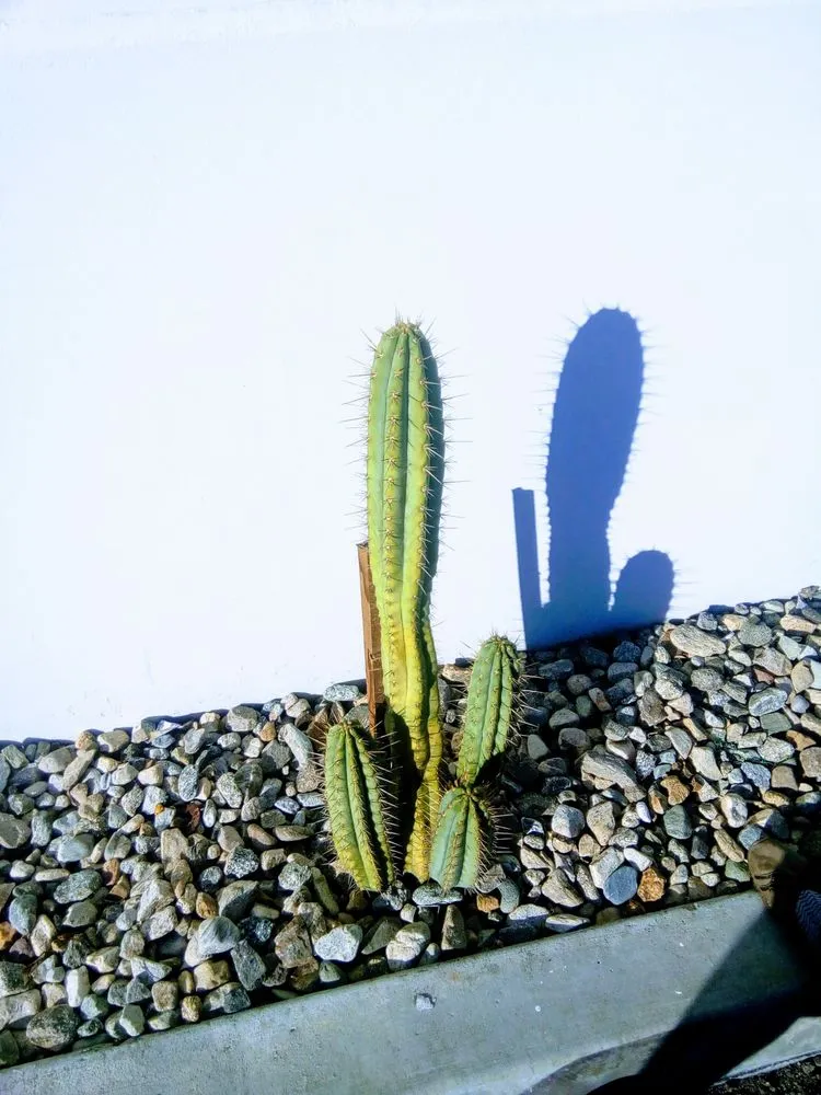 Custom lawn mowing service in San Tan Valley, AZ - Cloud 9 Landscape