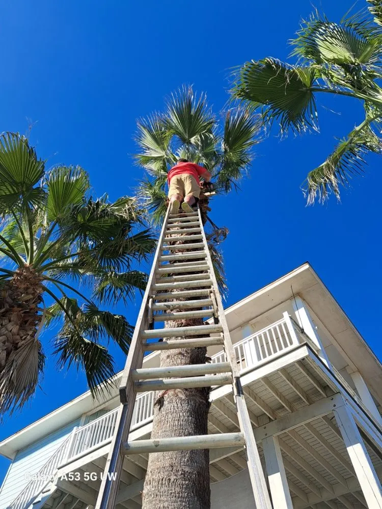 Top-rated landscape design near you in Corpus Christi, TX by Cloud 9 Lawncare and Services