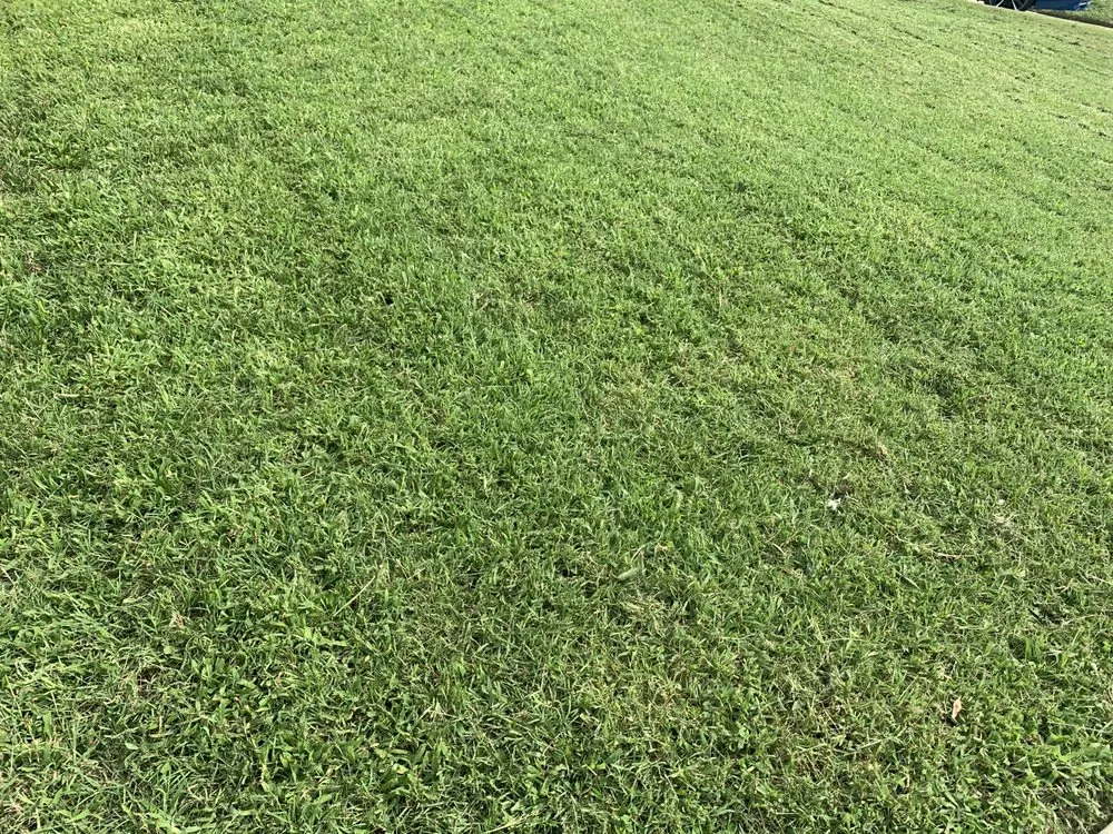 Expert garden landscaping in District Heights, MD by Cloud Eleven Land Solu