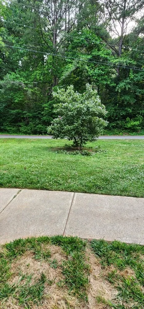 Reliable yard cleanup service in Jasper, GA by Cloud Lawn Care