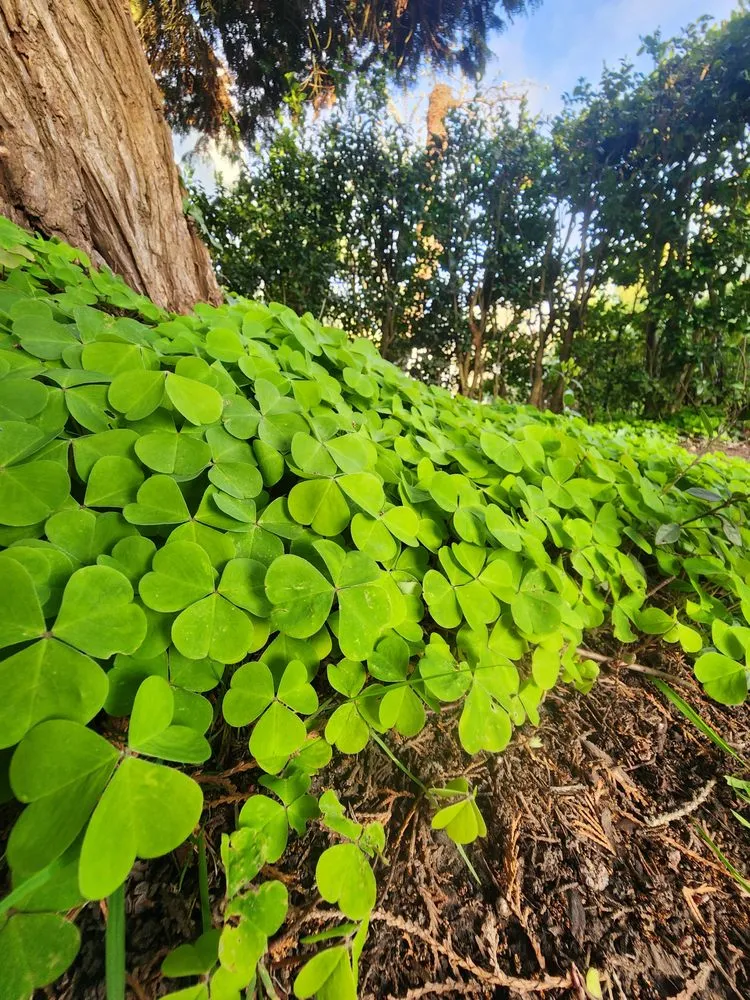 Custom landscape design for residential properties across Corvallis, OR - Clover Land Stewardship
