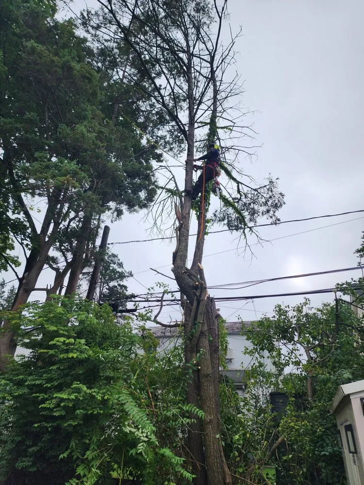 Reliable landscaping services in New York, NY by Clover's Landscaping