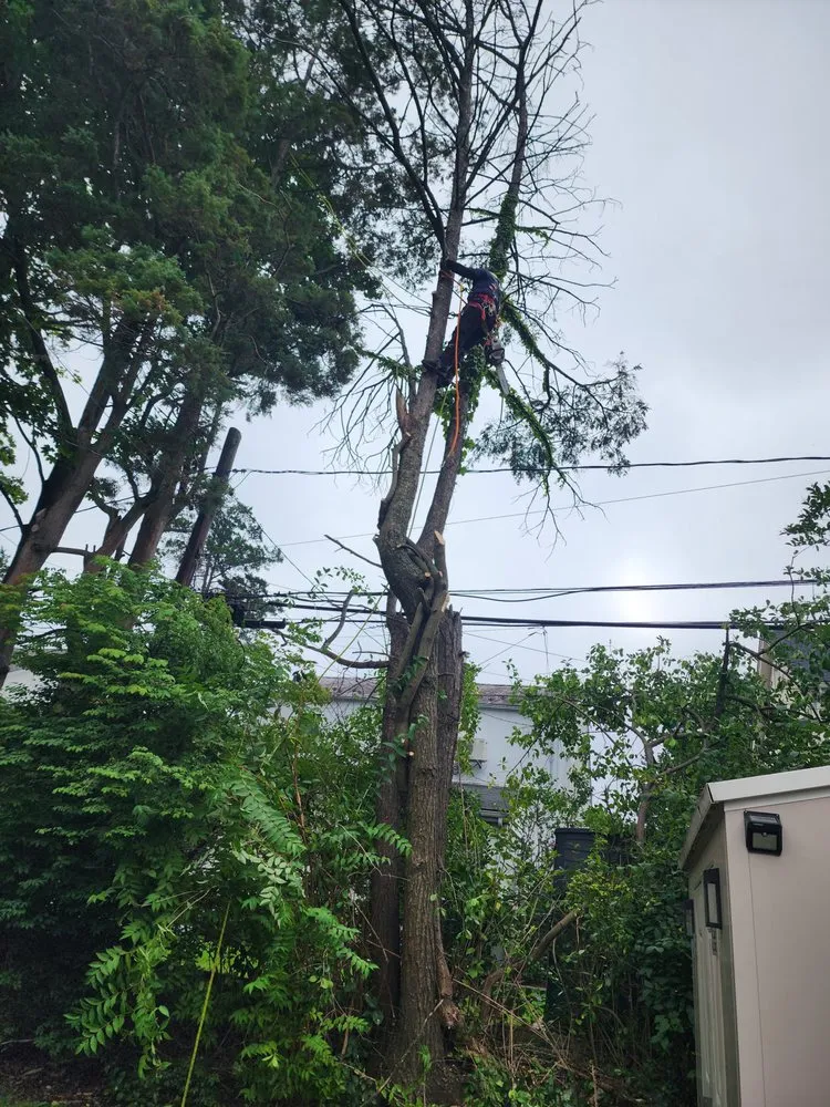 Expert landscape design in New York, NY by Clover's Landscaping