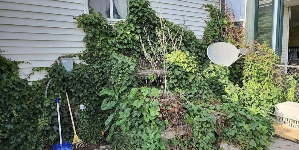 Top-rated lawn care service experts serving Vinton, IA - Clovers Lawn Care