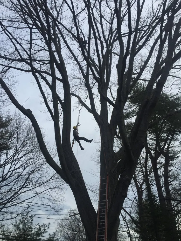 Reliable outdoor landscaping for year-round maintenance across Stony Brook, NY - Clovis Axion