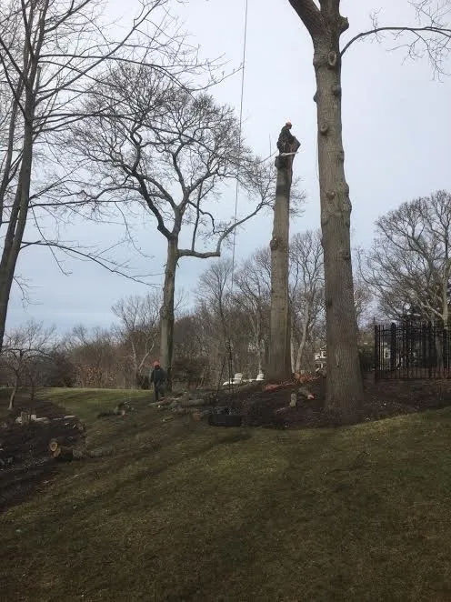 Reliable yard maintenance in Stony Brook, NY - Clovis Axion