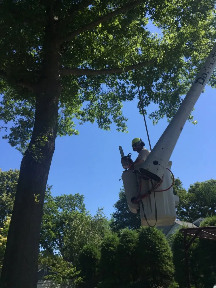 Trusted landscaping services for beautiful yards in Stony Brook, NY by Clovis Axion