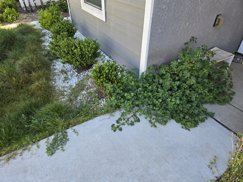 Reliable lawn care service for homes across Clovis, CA - Clovis Lawn Services