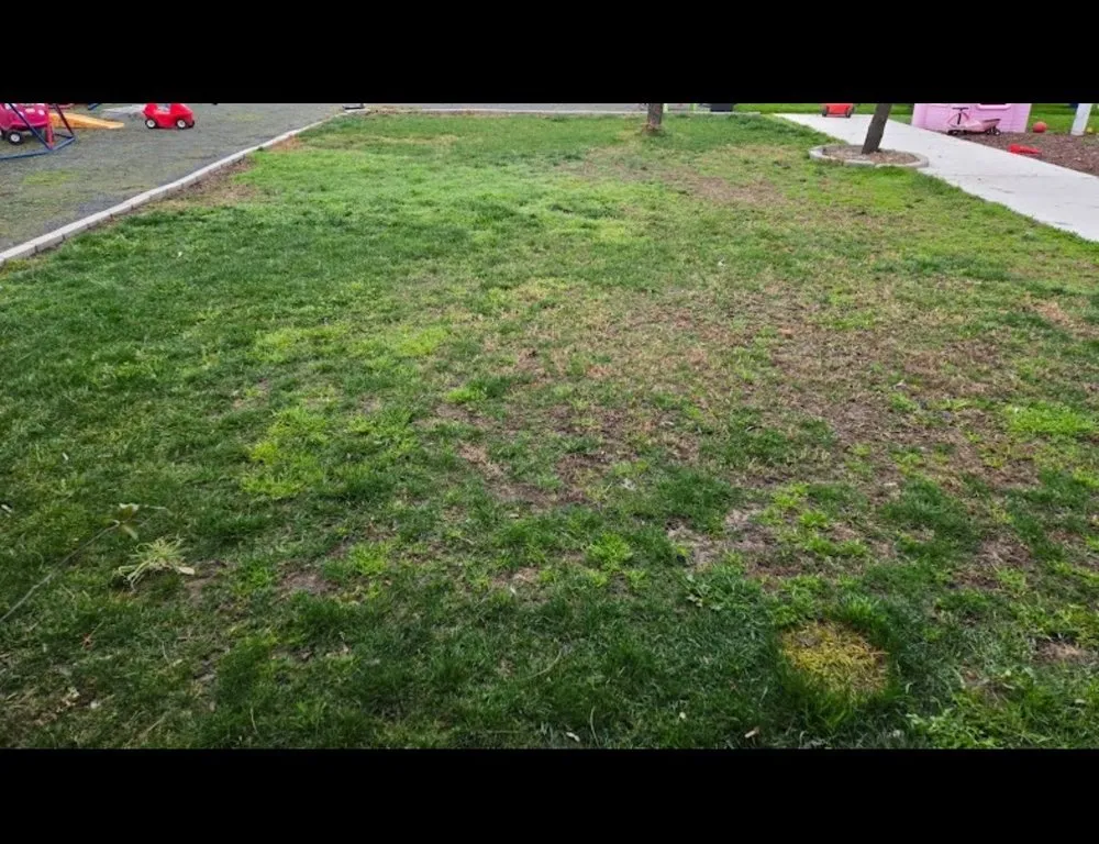 Local lawn care service for year-round maintenance across Clovis, CA - Clovis Lawn Services