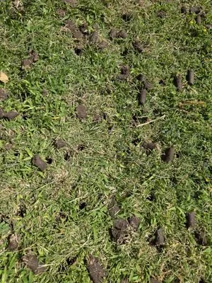 Clovis Lawn Services Logo