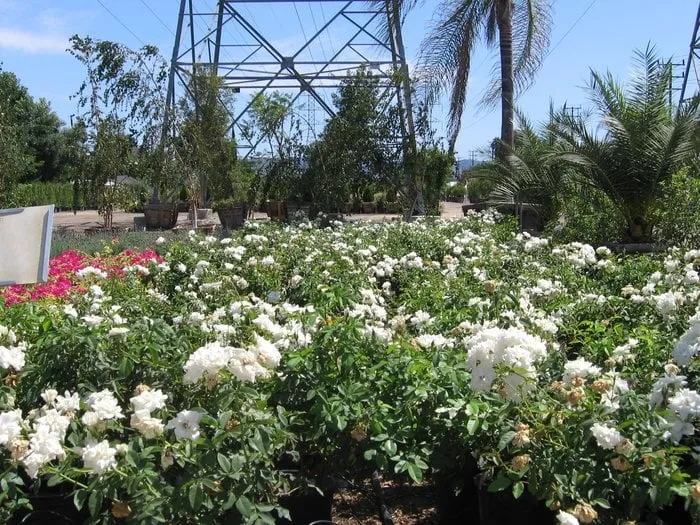 Trusted landscape design with custom design in Clovis, CA by Clovis Stone & Landscape Supply