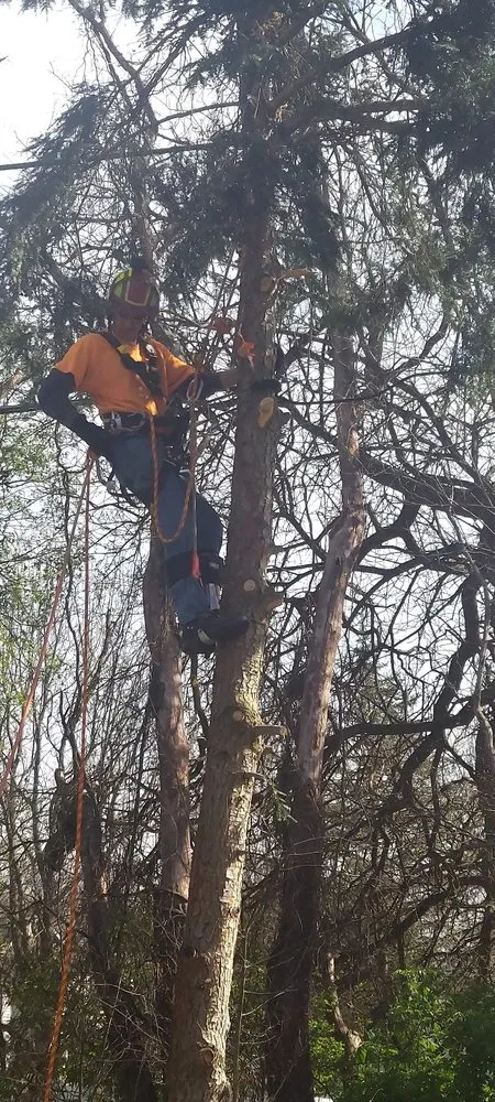 Expert lawn care service in Elkhart, IN by CLS Home & Auto