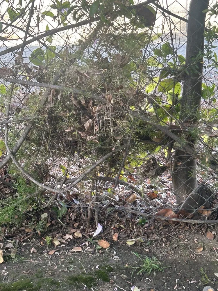 Expert garden landscaping for beautiful yards in Chino, CA by CLS Landscape Management