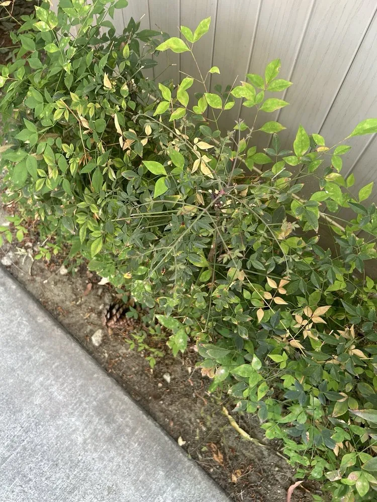 Professional landscape design for outdoor upgrades across Chino, CA - CLS Landscape Management