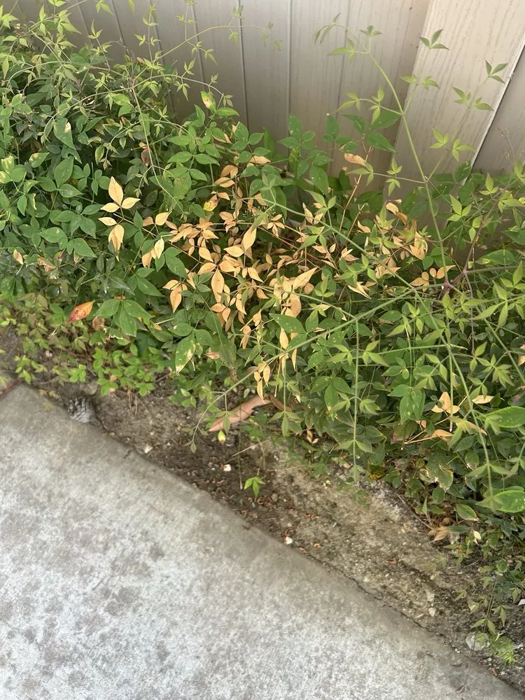 Top-rated garden landscaping near you across Chino, CA - CLS Landscape Management