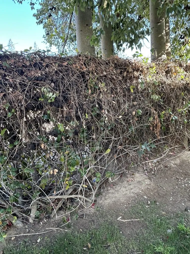 Custom yard cleanup service in Chino, CA by CLS Landscape Management