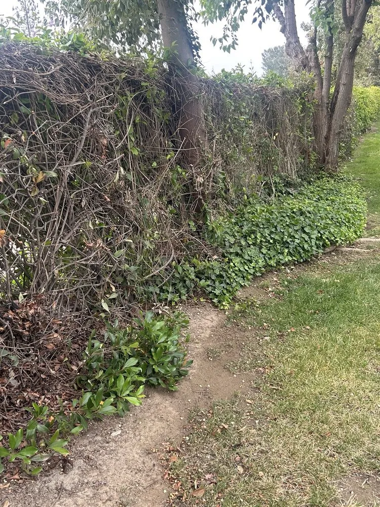 Custom lawn mowing service experts serving Chino, CA - CLS Landscape Management