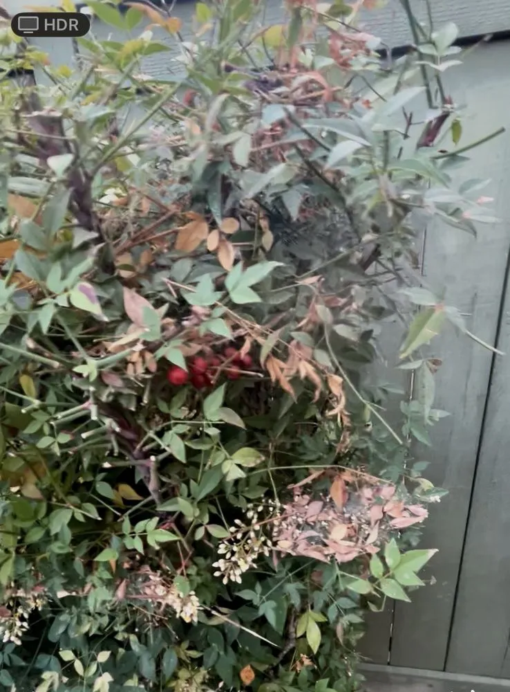 Local landscape design for year-round maintenance in Chino, CA by CLS Landscape Management