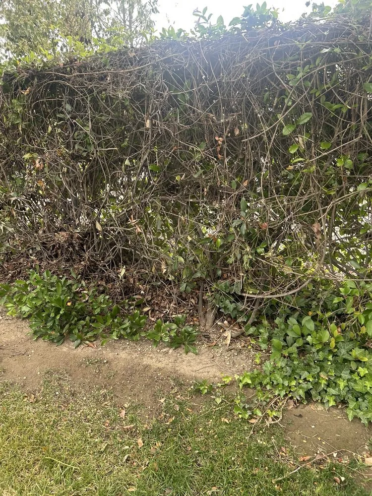 Custom yard cleanup service for outdoor upgrades across Chino, CA - CLS Landscape Management