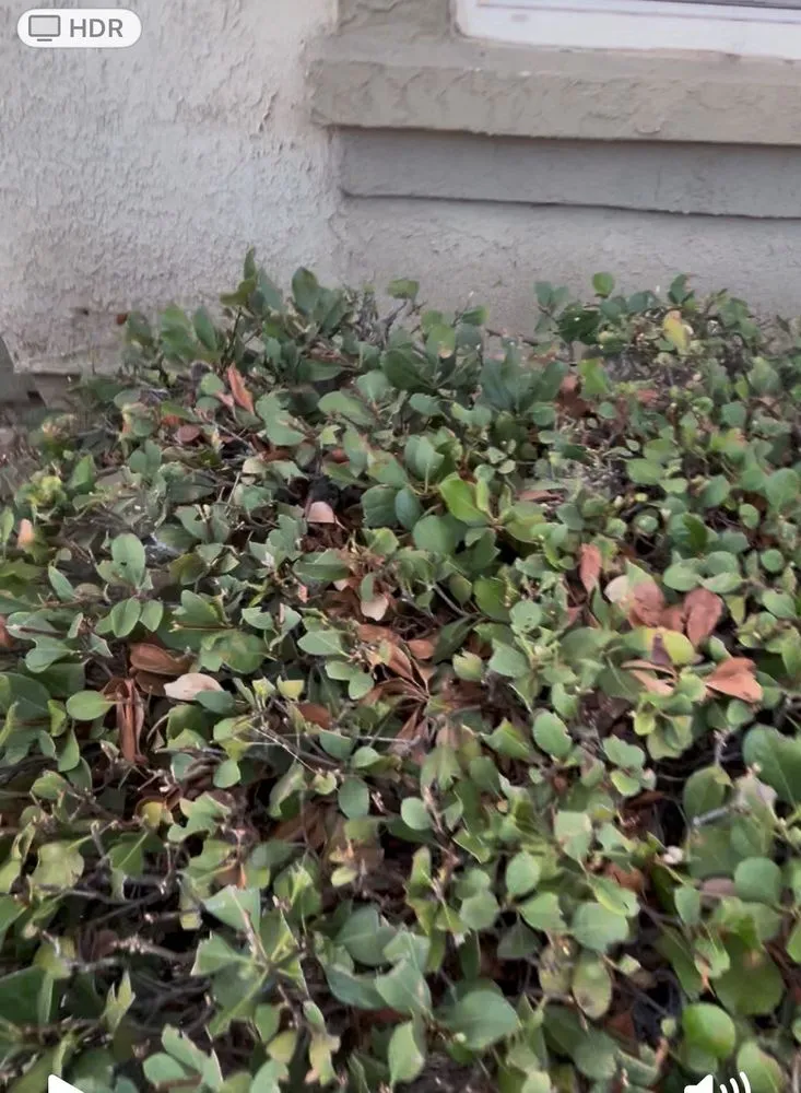 Trusted outdoor landscaping near you in Chino, CA by CLS Landscape Management