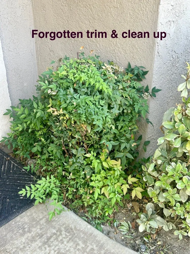 Expert yard cleanup service in Chino, CA - CLS Landscape Management